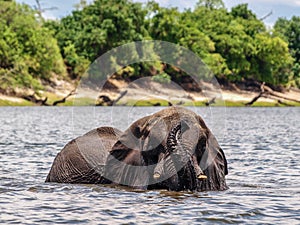 Elephant in river