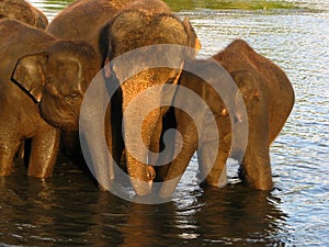 Elephant in the river