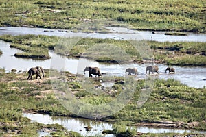 Elephant on a river bank.