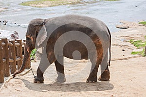 Elephant on a river bank