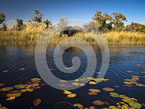 Elephant in the river Okavango Delta, Botswana, Africa