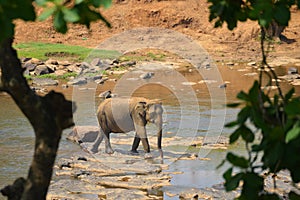 Elephant in the river in Pinnawela elephant orphanage, Sri Lanka photo