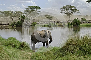 Elephant in river in Serengeti National Park