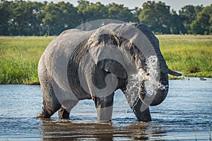 Elephant in river squirting jet of water