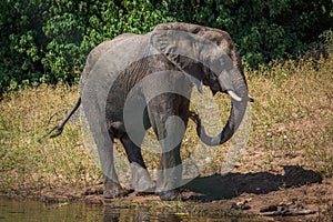 Elephant on riverbank squirting water over body