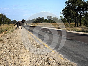Elephant on the road, Namibia