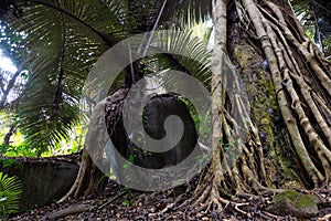 Elephant rock shape in jungle