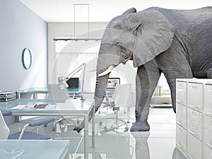 Elephant in a room