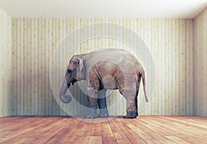 An elephant in the room