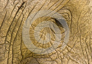 Elephant:Rough skin and tender eye