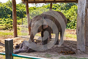 Elephant in the Royal Chitwan National Park