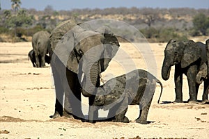 Elephant in Ruaha National Park, Tanzania