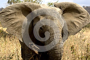 Elephant in Ruaha National Park, Tanzania