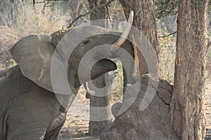 Elephant rubbing his tasks at aaElephant rubbing his tasks at a tree in Lower Zambesi Nationalpark  tree in Lower Zambesi