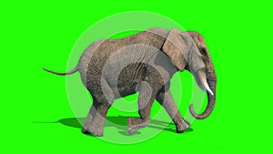 Elephant Runcycle Short Tusks Loop Side Green Screen 3D Rendering Animation 4K