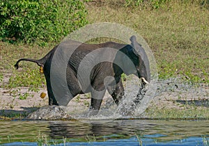 Elephant running on the banks on Chobe river