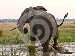 Elephant runs away. Zambia. Lower Zambezi National Park. Zambezi River.