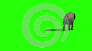 Elephant Runs Short Tusks Back Green Screen 3D Rendering Animation 4K