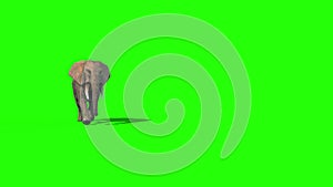 Elephant Runs Short Tusks Front Green Screen 3D Rendering Animation 4K