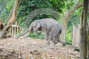 Elephant in the rut