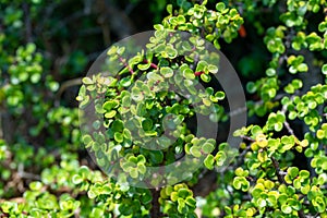 Elephant`s Bush - Portulacaria Afra - Plants