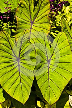 Elephant's ear (colocasia esulenta)
