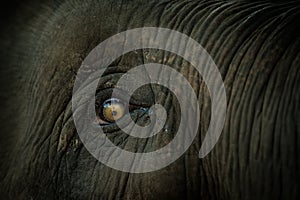Elephant's eye