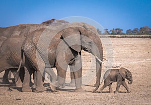 Elephant`s family