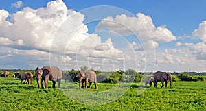 Elephant's family in african savannah