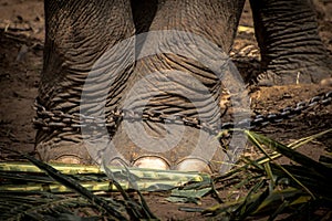 Elephant s foot tied to a chain