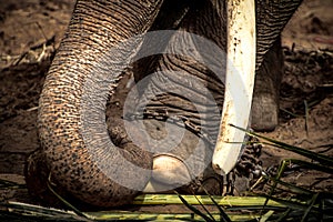 Elephant s foot tied to a chain