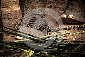 Elephant s foot tied to a chain