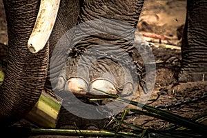 Elephant s foot tied to a chain