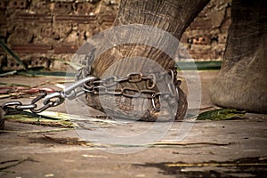 Elephant s foot tied to a chain