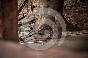 Elephant s foot tied to a chain