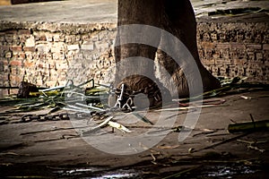 Elephant s foot tied to a chain