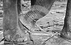 Elephant's foot tied to a chain