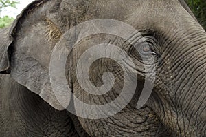 Elephant's head