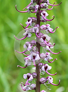 Elephants Head Flower