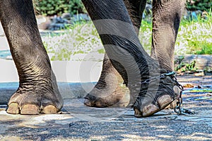 Elephant`s leg and chain on concrete floor, Elephant is tortured, Image meaning of Elephants was battered with Elephant leg tied