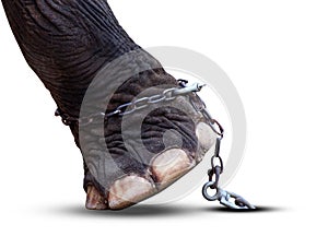 Elephant's leg and chain isolated on white background, Elephant is tortured, Image meaning of Elephants was battered with