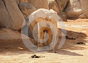 Elephant's life in biopark, Valencia photo