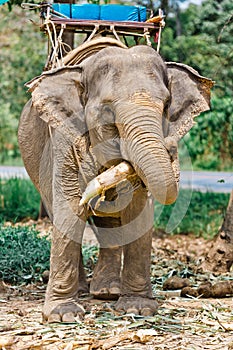 Elephant`s lunch. The elephant chewing a dry tree trunk