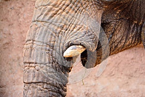 Elephant's mouth with tusk