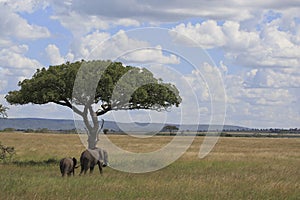 Elephant's in the serengeti