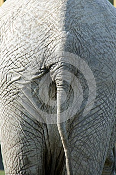 Elephant's tail