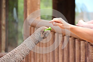 Elephant's Trunk.