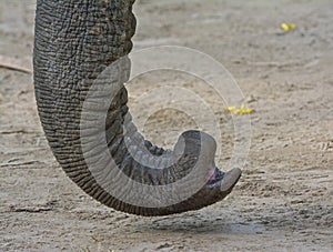 Elephant's trunk