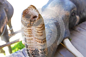 Elephant`s trunk.Close up. Elephant begging for food.Concept of care and training of wild animals