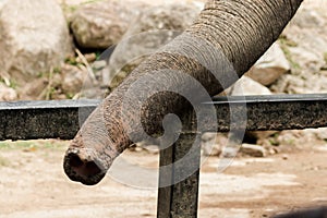 The elephant`s trunk is used to hold things in its mouth